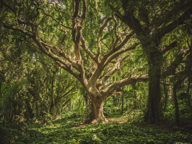 Restoring-Eden-Copy-800x600